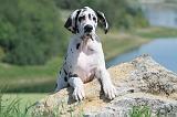DOGUE ALLEMAND 091